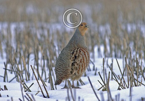 Grey Partridge  DM0490